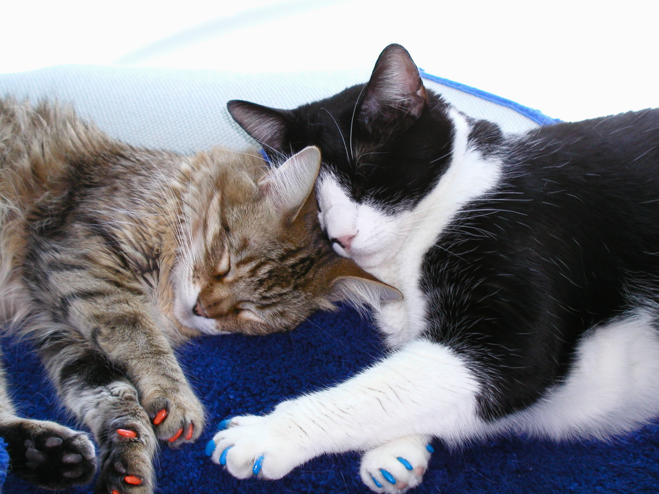 Cat nail outlet covers petsmart